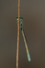 David Plant Photography - Wildlife Photography - Scarce blue-tailed damselfly - E
